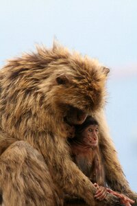 Barbary ape gibraltar monkey