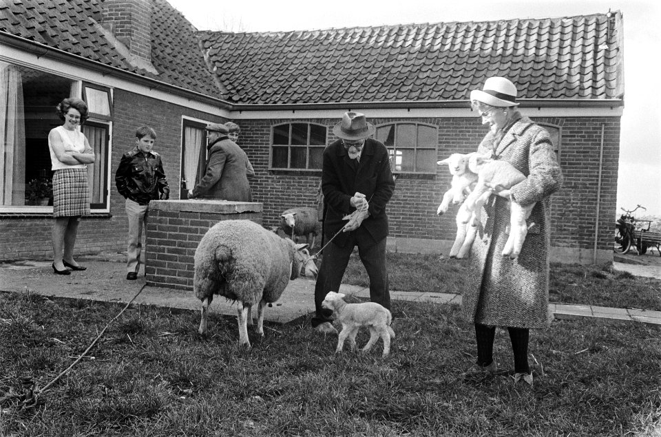 Inwoners van Katwoude verzamelen thuis huisdieren als schapen en lammeren om ze…, Bestanddeelnr 924-3965