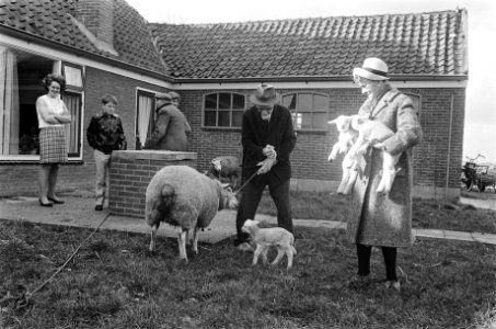 Inwoners van Katwoude verzamelen thuis huisdieren als schapen en lammeren om ze…, Bestanddeelnr 924-3965