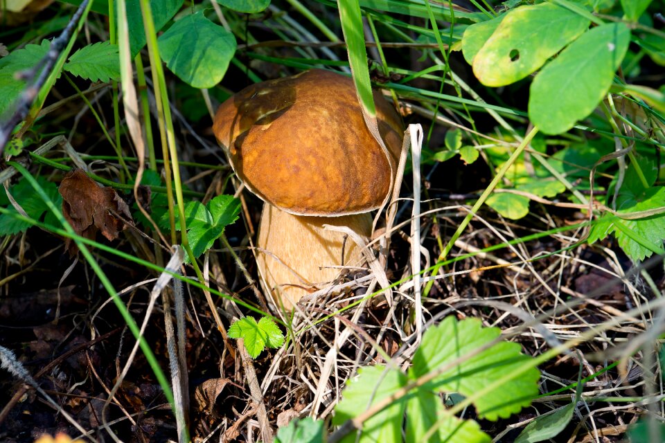 Forest edible mushrooms leaves