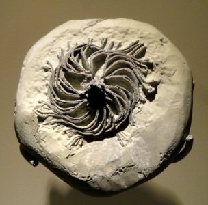 Iocrinus subcrassus, crinoid, Late Ordovician, McMillan Formation, Butler County, Ohio, USA - Houston Museum of Natural Science - DSC01499