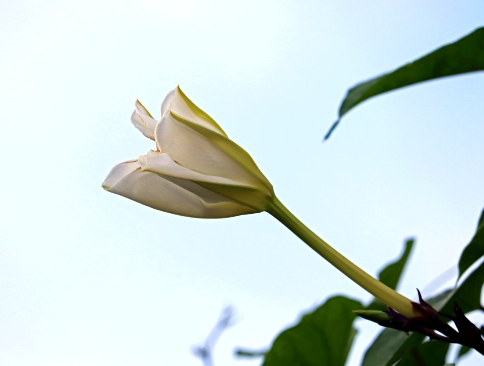 Ipomoea alba IMG 8479