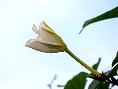 Ipomoea alba IMG 8479