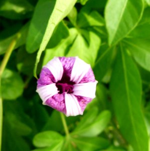 Ipomoea cairica-Jardin des Plantes de Paris