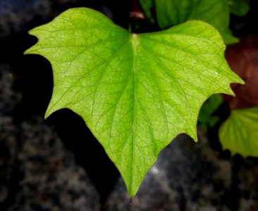 Ipomoea batatas leaf