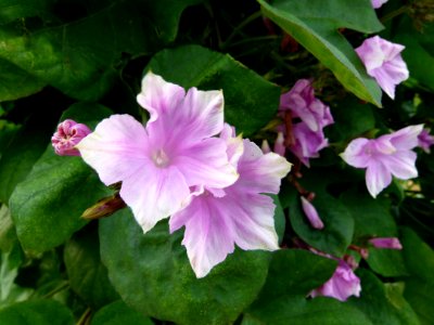Ipomoea indica 2