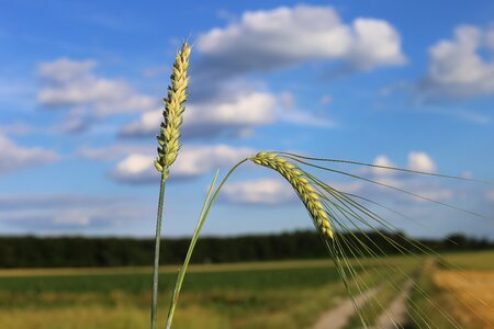 Difference cereals plant photo