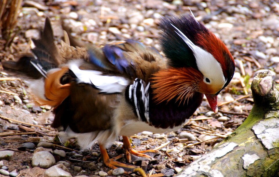 Colorful plumage color