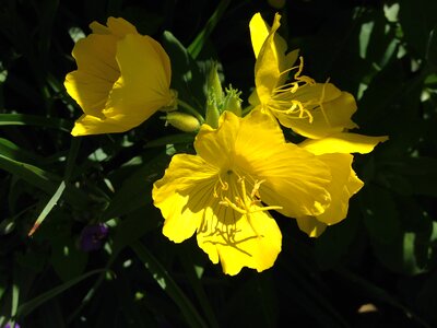 Yellow flowers spring blossom photo