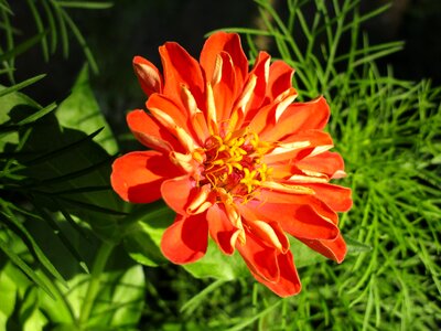 Color colorful asteraceae