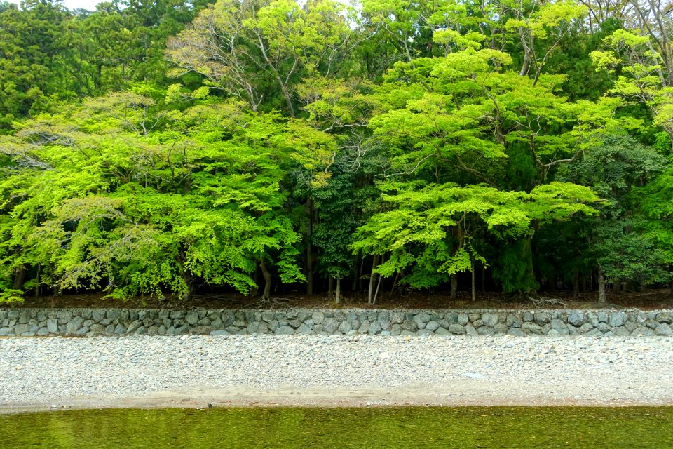 Isuzu River - Naiku, Ise Shrine - Ise, Mie, Japan - DSC07650