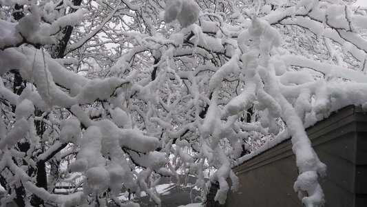Nature cold white