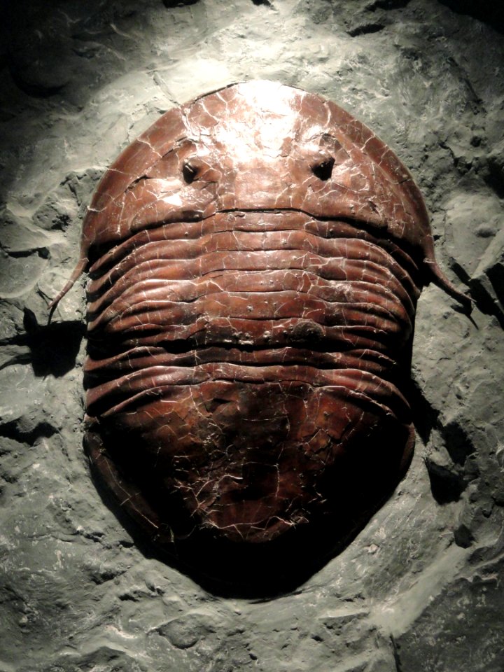 Isotelus brachicephalus, Late Ordovician - National Museum of Natural History, United States - DSC08538