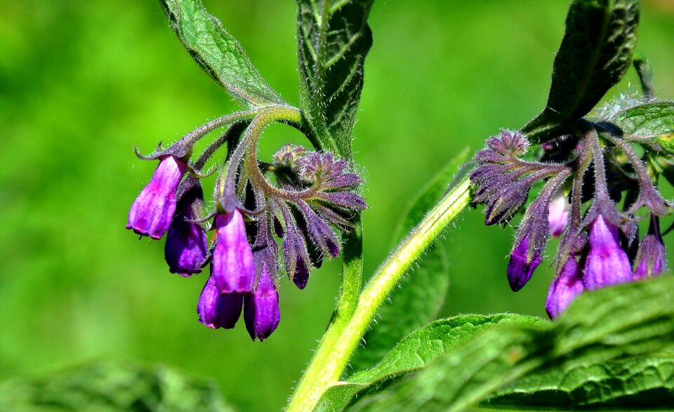 Spring nature wildflower