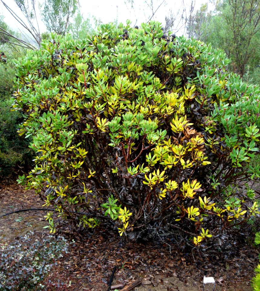 Isopogon latifolius - UC Santa Cruz Arboretum - DSC07524