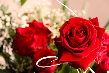 Rose nature plant