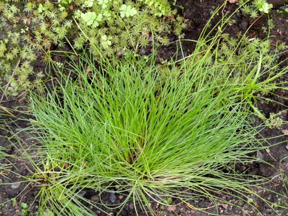Isolepis cernua - Palmengarten Frankfurt - DSC01951