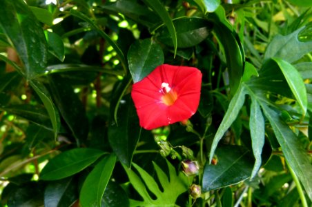 Ipomea quamoclit "Cardinalis"