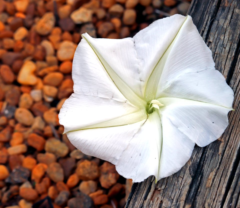 Ipomoea alba IMG 8292