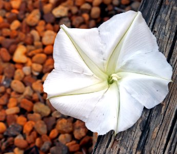 Ipomoea alba IMG 8292