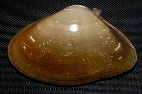 Iphigenia brasiliensis (Lamarck, 1818) - BioLib.cz (1)