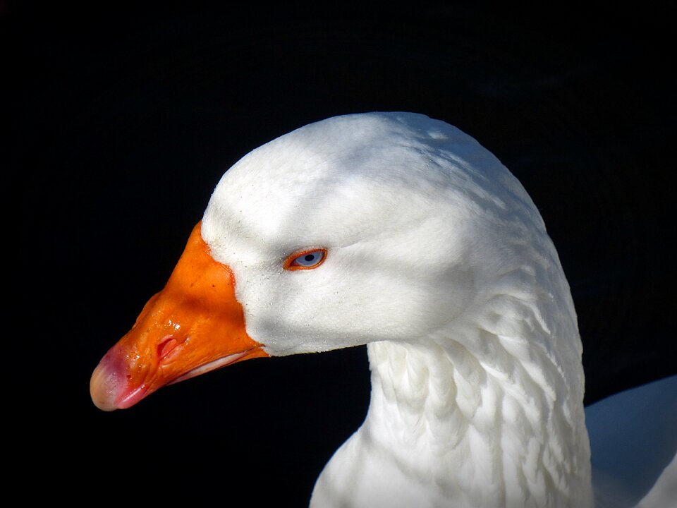 Bill nature animal