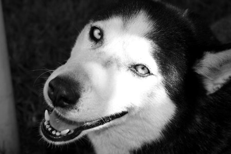 View eyes animal