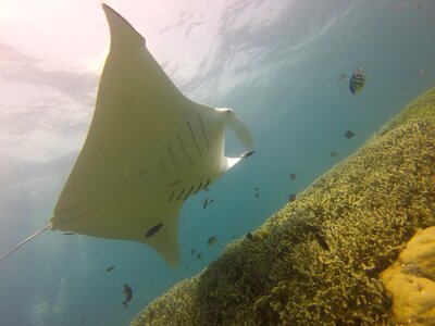 Yap micronesia sea photo