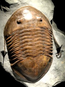 Isotelus maximus, Late Ordovician, Richmond Group, Waynesville County, Ohio, USA - Houston Museum of Natural Science - DSC02016
