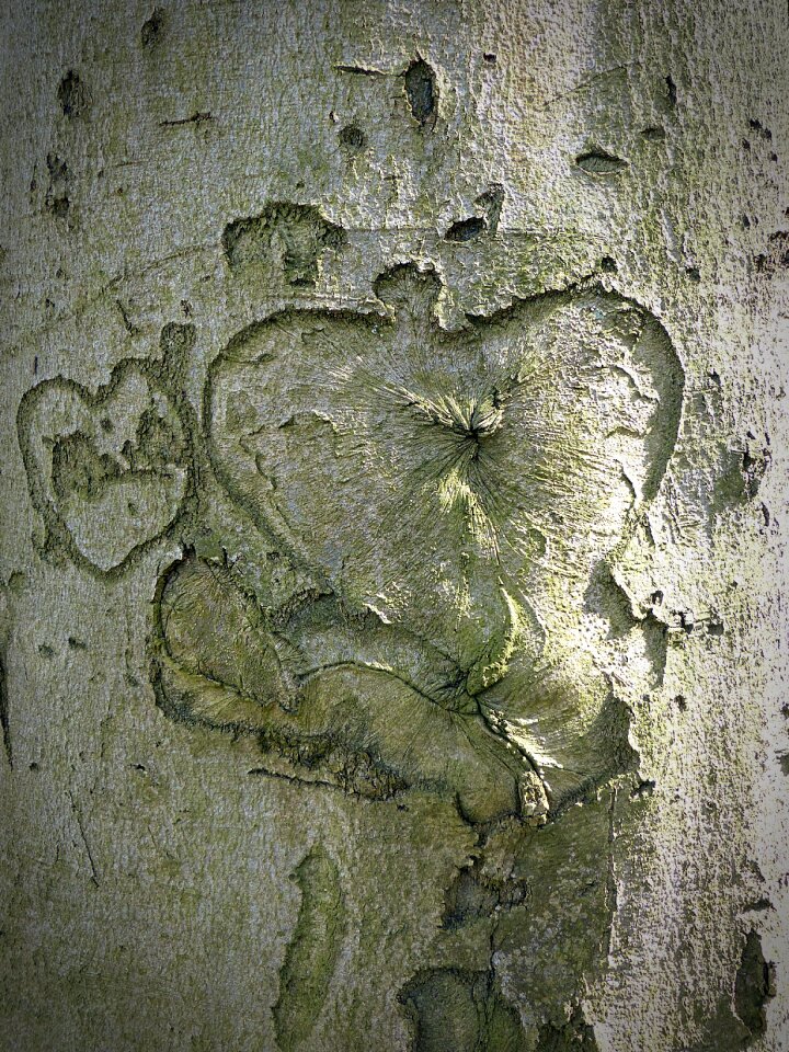 Engraved tree bark green