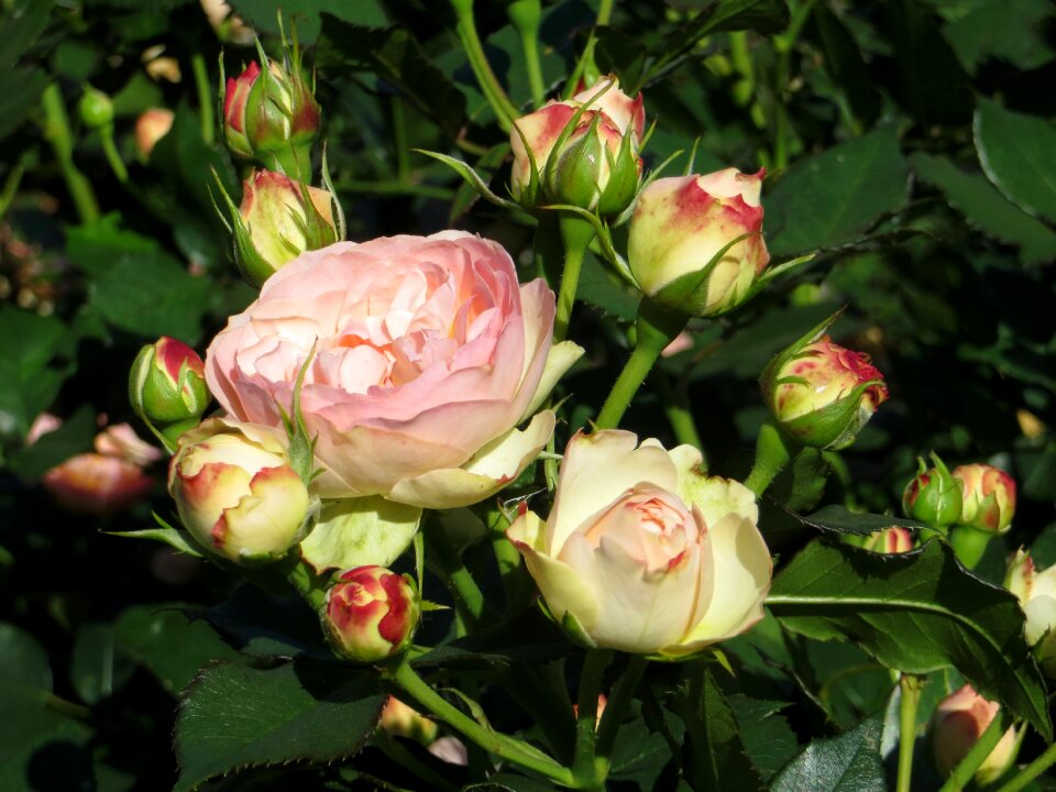 Blossom bloom nature