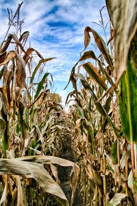 Agriculture corn corn fields photo