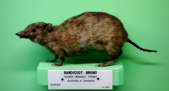 Isoodon obesulus - Museo Civico di Storia Naturale Giacomo Doria - Genoa, Italy - DSC02991