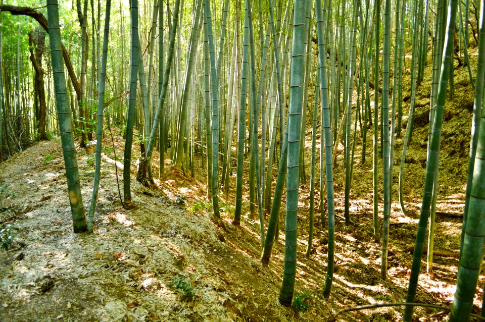 Isonokami Otsuka Kofun, hori