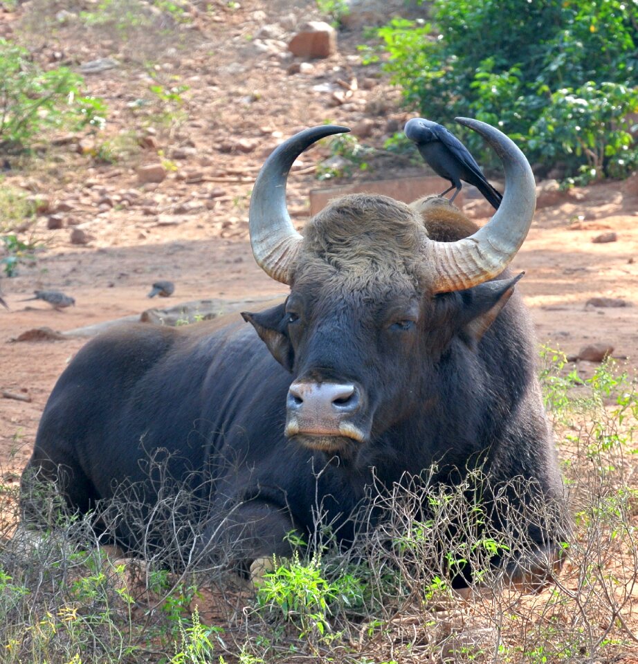 Asia gaur nature