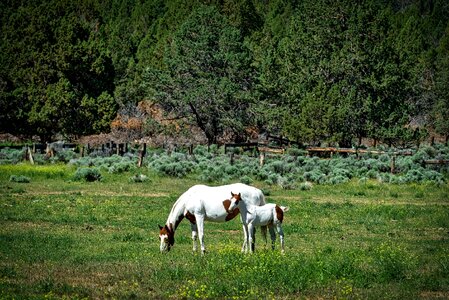 Meadow field farm photo