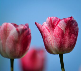 Tulips flower holland