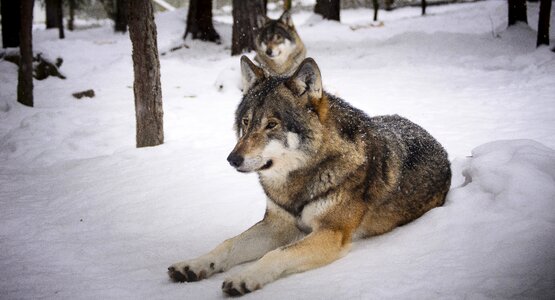 Wolf winter zoo photo