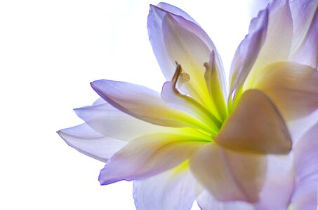 Plant blossom nature