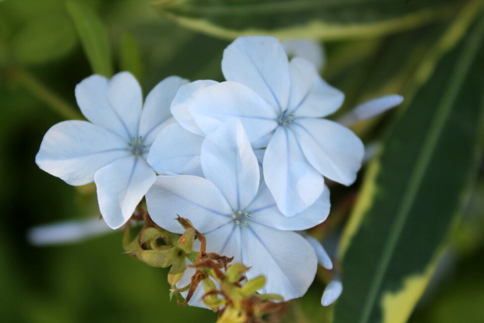 Summer flower nature