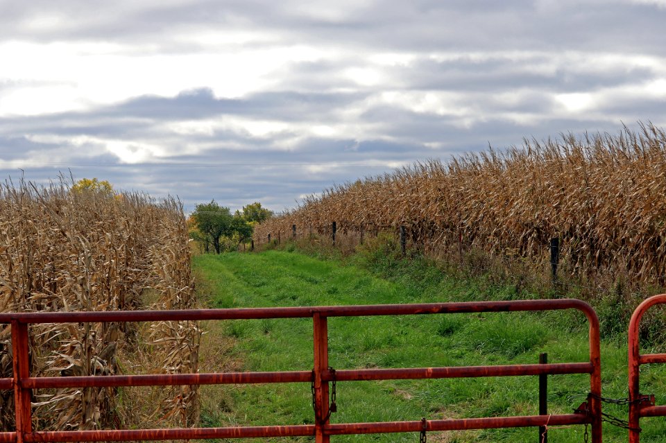 Iowa corn field IMG 1370