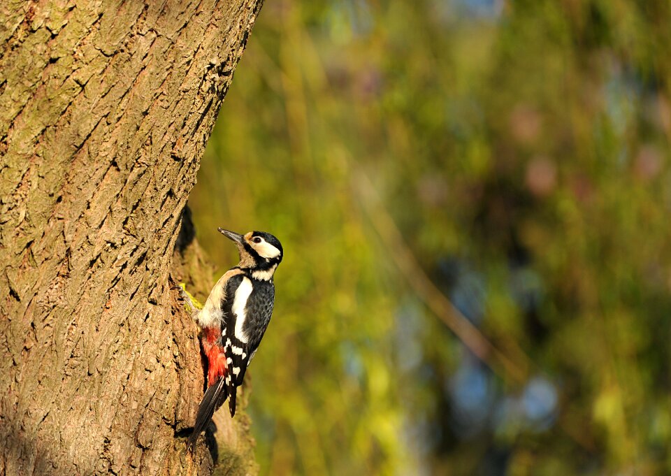 Animal garden nature