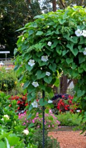 Ipomoea alba IMG 8299