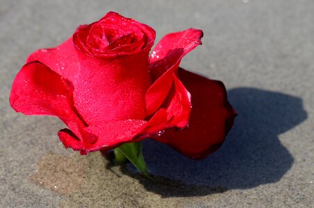 Flower reflection red