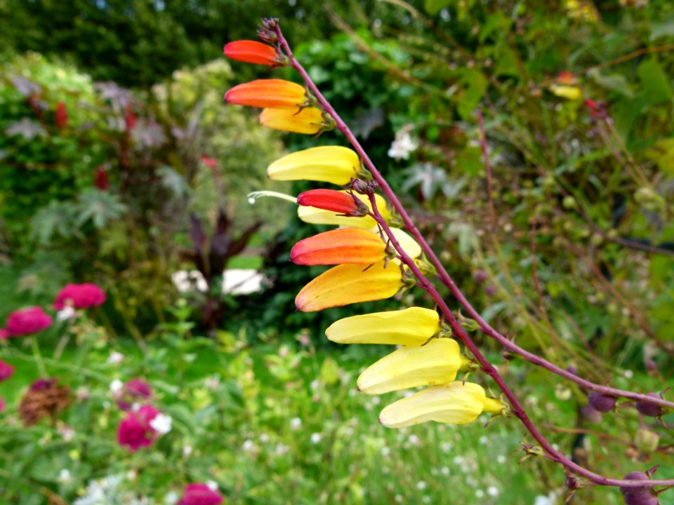 Ipomoea lobata-Flowers-Jardin des Plantes de Paris