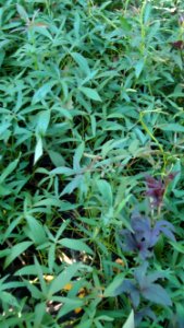 Ipomoea batatas (Sweet Potato)