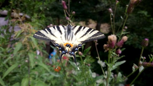 Iphiclides podalirius Podkomorské lesy photo