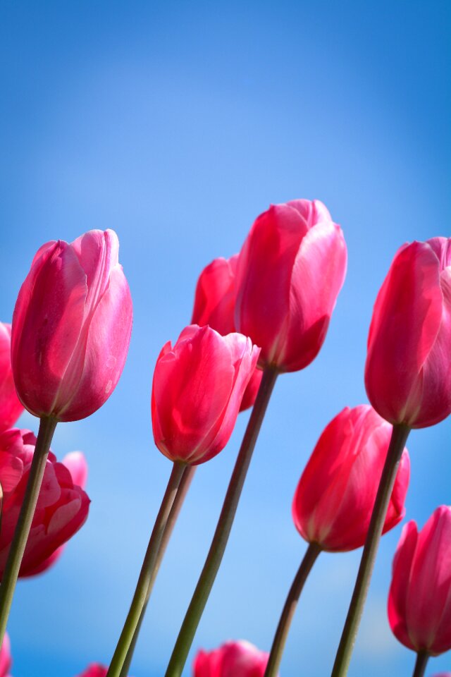 Tulips flower holland