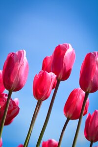 Tulips flower holland