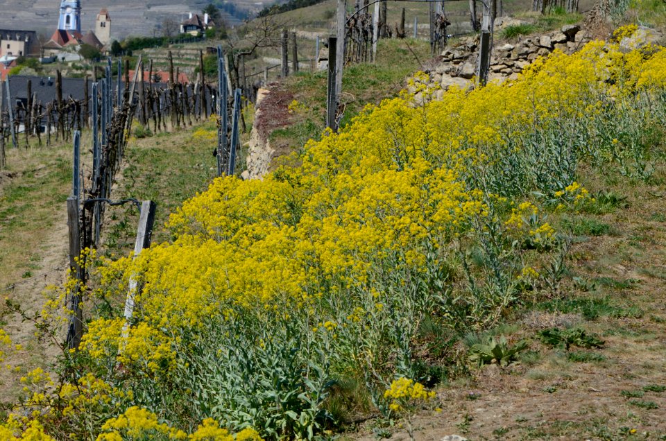 Isatis tinctoria Wachau